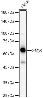 c-Myc Polyclonal Antibody