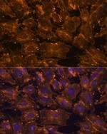 UGRP1 Antibody in Immunocytochemistry (ICC/IF)