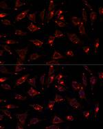 UGRP1 Antibody in Immunocytochemistry (ICC/IF)