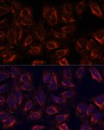UGRP1 Antibody in Immunocytochemistry (ICC/IF)