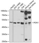 PON1 Polyclonal Antibody