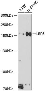 LRP6 Antibody in Western Blot (WB)