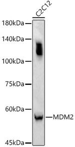 MDM2 Polyclonal Antibody