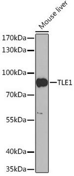 TLE1 Polyclonal Antibody