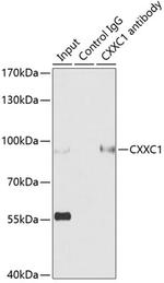 CGBP Antibody in Immunoprecipitation (IP)