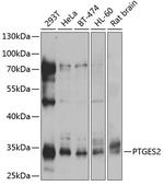 PTGES2 Antibody in Western Blot (WB)