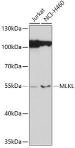 MLKL Antibody in Western Blot (WB)