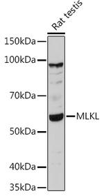 MLKL Antibody in Western Blot (WB)