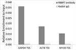 RbAp46 Antibody in ChIP Assay (ChIP)