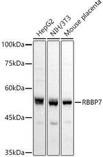 RbAp46 Antibody in Western Blot (WB)