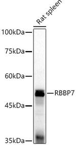 RbAp46 Antibody in Western Blot (WB)