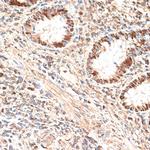 MCM5 Antibody in Immunohistochemistry (Paraffin) (IHC (P))