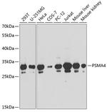 PSMA4 Polyclonal Antibody