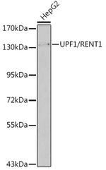 UPF1 Antibody in Western Blot (WB)