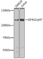 DAP5 Polyclonal Antibody