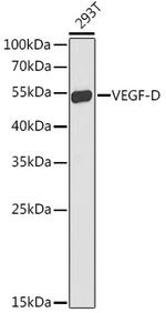 VEGFD Polyclonal Antibody
