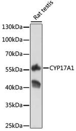CYP17A1 Polyclonal Antibody