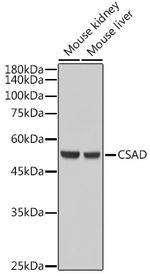 CSAD Antibody in Western Blot (WB)