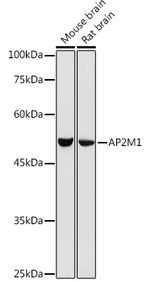AP2M1 Polyclonal Antibody
