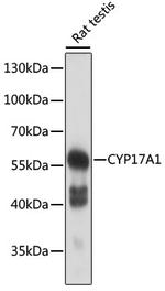 CYP17A1 Polyclonal Antibody