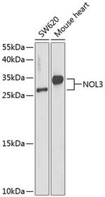 ARC Polyclonal Antibody