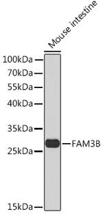 FAM3B Antibody in Western Blot (WB)