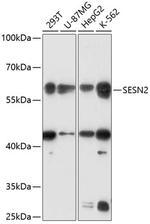 SESN2 Polyclonal Antibody