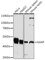 ILKAP Polyclonal Antibody