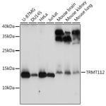 TRMT112 Polyclonal Antibody
