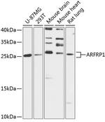 ARFRP1 Antibody in Western Blot (WB)