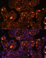 LAIR2 Antibody in Immunohistochemistry (Paraffin) (IHC (P))