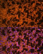 LAIR2 Polyclonal Antibody