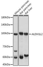 ALDH1L2 Polyclonal Antibody