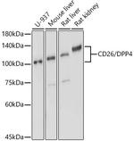 CD26 Antibody in Western Blot (WB)