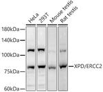 XPD Polyclonal Antibody