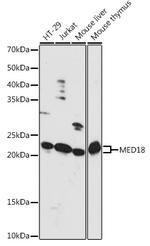 MED18 Polyclonal Antibody