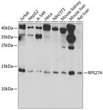 RPS27A Antibody in Western Blot (WB)