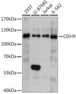CDH9 Antibody in Western Blot (WB)