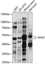 GNAZ Polyclonal Antibody