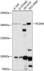 PCDH9 Polyclonal Antibody