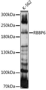 RBBP6 Polyclonal Antibody