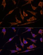 Ribulose-phosphate 3-epimerase Polyclonal Antibody