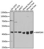 MAP2K4 Polyclonal Antibody