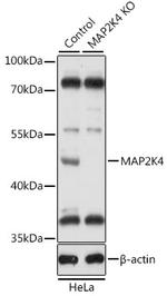 MAP2K4 Antibody in Western Blot (WB)