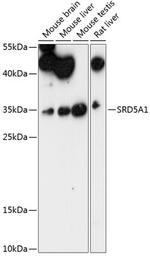 SRD5A1 Polyclonal Antibody