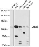 UNC5C Polyclonal Antibody
