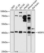 WISP3 Polyclonal Antibody