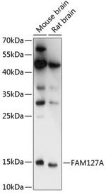 FAM127A Antibody in Western Blot (WB)