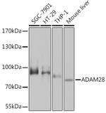 ADAM28 Polyclonal Antibody