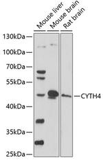 Cytohesin 4 Polyclonal Antibody